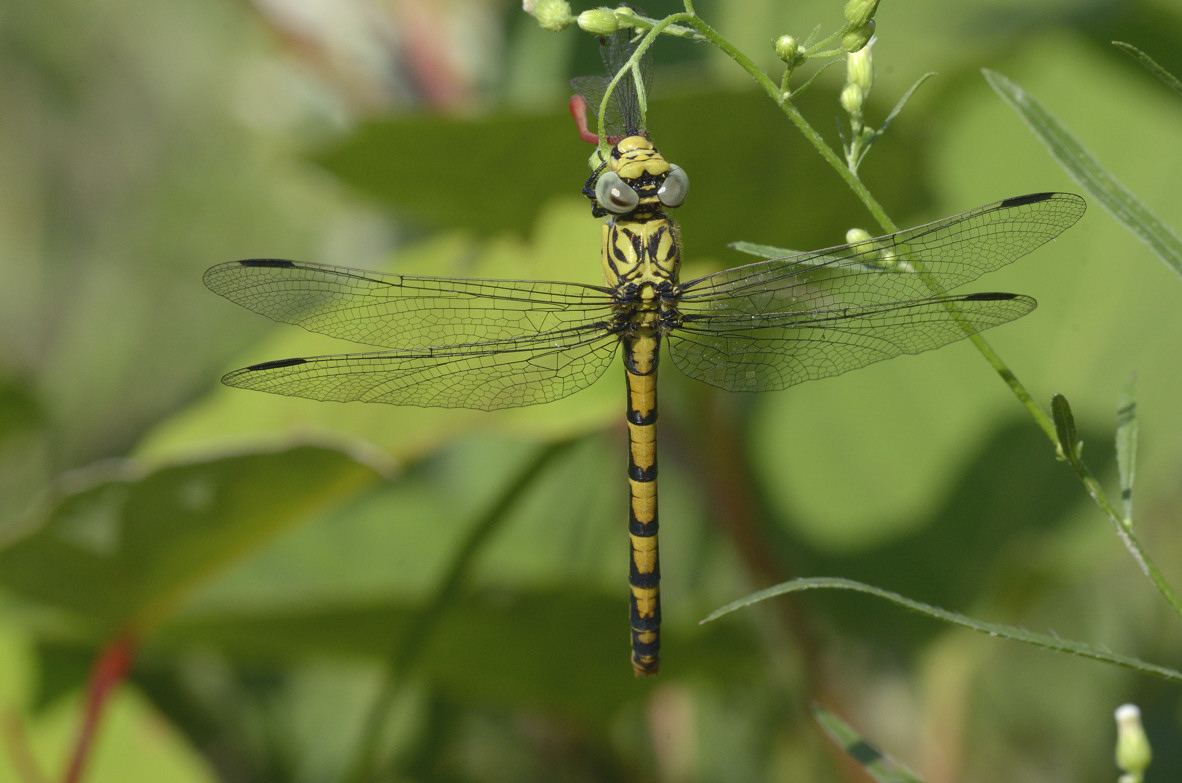 Onychogomphus fem. che preda ceriagrion tenellum